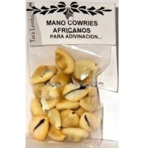cauries mano (preparados, abiertos) 21unidades, cawries cauries mano (preparados, abiertos) 21unidades, cawries