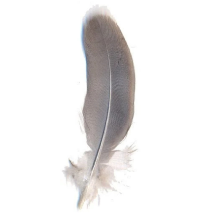pluma de paloma