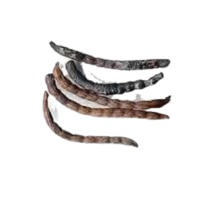 ero semilla del ache (vaina)