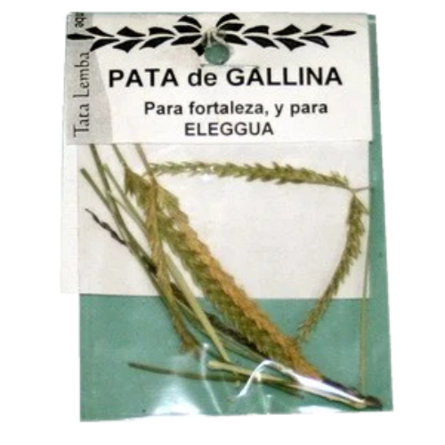 hierba pata de gallina