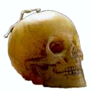 VELAS  CRANEO  color natural